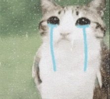 Sad Cat GIF
