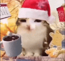 Cat Christmas GIF