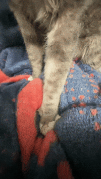 Sillycat Cat Cowboy GIF
