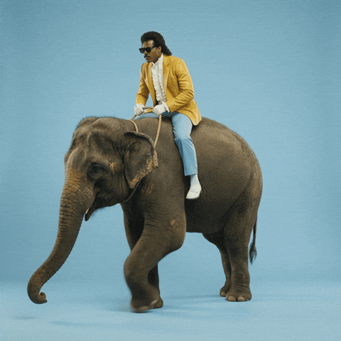 Race Horse Wtf GIF by Jukebox Saints