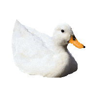 duck STICKER by imoji