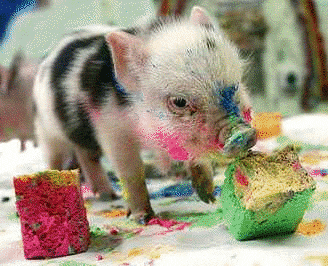 pig piggy GIF