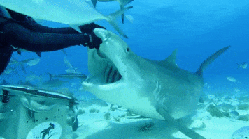 Shark Week Immersion GIF by Shark Week