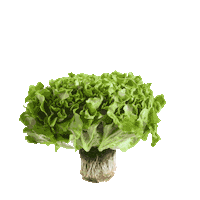 InspiredGreens ffg leafygreens thebetterlettuce livinglettuce Sticker
