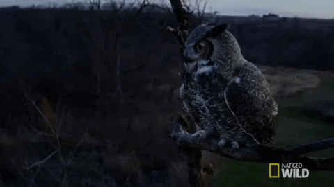 Owl GIF by Nat Geo Wild