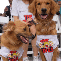 Good Boy Dogs GIF by NJ 5s | Major League Pickleball