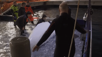 Beluga Whales Relocated to Open Water Sanctuary in Iceland