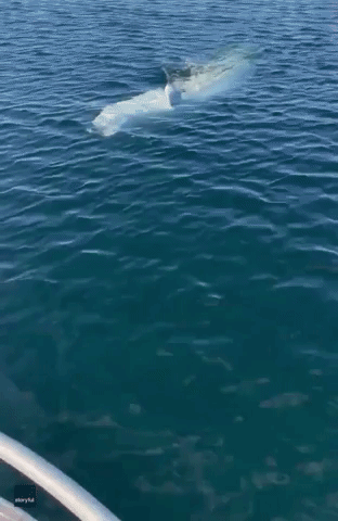 Beluga Whale Greets Volunteers