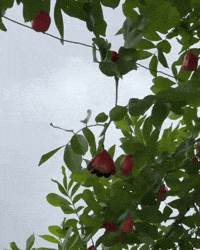 Fruit Tree Jamaica GIF