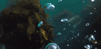 HezzaFezza my octopus friend 9 GIF