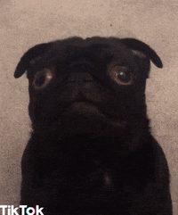 confused dog GIF by TikTok