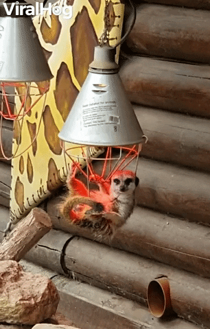 Meerkat Hangs Under Heat Lamp GIF by ViralHog