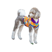 Halloween Dog Sticker by Geekster Pets