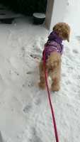 Playful Pup Delights in Early Snowfall