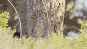natgeochannel nat geo yellowstone yellowstone live predator baby boom GIF