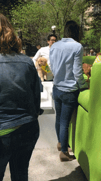 golden retriever dog GIF by ADWEEK