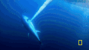 wicked tuna GIF by National Geographic Channel