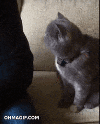 cat playing GIF