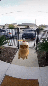 Cat Ai GIF