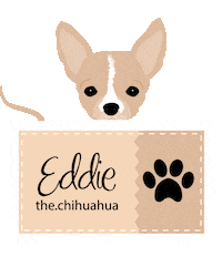 eddiethechihuahua dog puppy dogs puppies Sticker