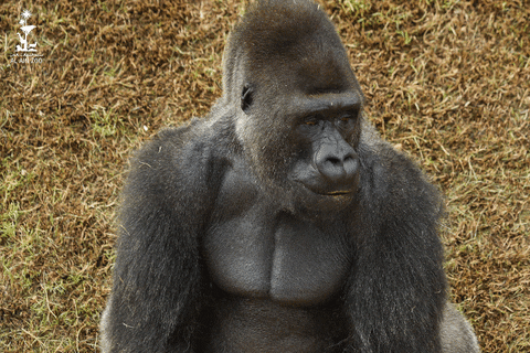 Gorilla No GIF by Al Ain Zoo