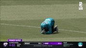 GIF by Brisbane Heat