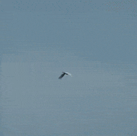 No Stress Life GIF