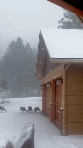Arctic Front Impacts Idaho Wild Turkeys