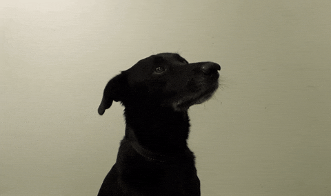 Dog Smile GIF by Skrz.cz