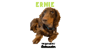 Ernie Sticker by TequeNYC