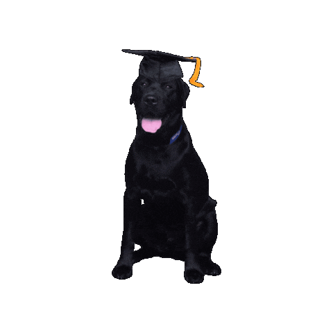 Salve Regina Sticker by Salve Regina University