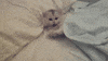 meow GIF