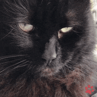 pawsr cat kiki stroke happy cat GIF
