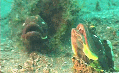 greatness GIF