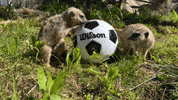 Soccer Meerkat GIF by Oakland Zoo
