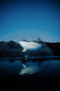 zealllive whale landoflight GIF