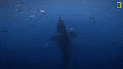 Nat Geo Omg GIF by National Geographic Channel