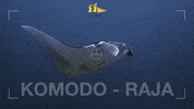 Manta Ray Komodo GIF by Jakare Liveaboard