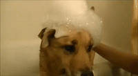 Bath-Loving Dog Keeps Getting Herself Dirty