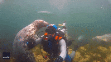 Curious Seals Hang Out With Diver Off North English Coast