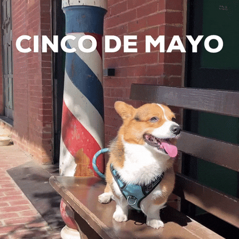 Cinco De Mayo Dog GIF