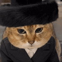 Mei Mei Cat GIF