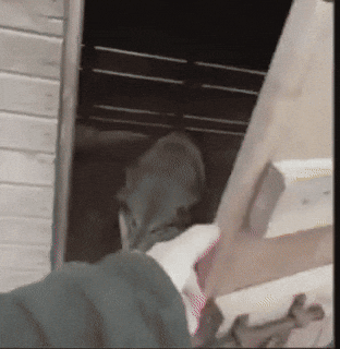 Chicken Coyote GIF