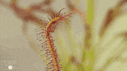 Bugs Pbs Ds GIF by PBS Digital Studios