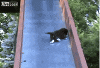 Going Down Cat GIF