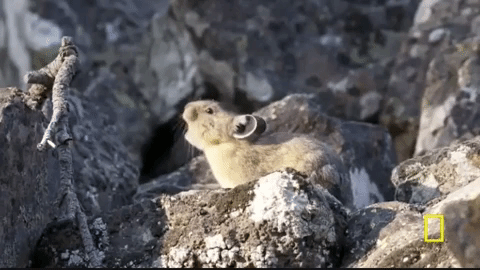 yellowstone GIF by National Geographic Channel