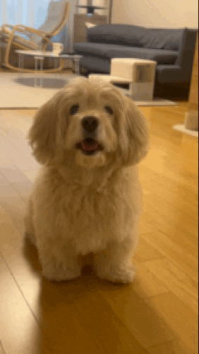 lulu__mix giphyupload dog 강아지 귀여운강아지 GIF