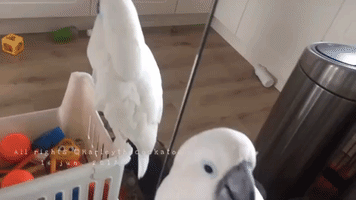 Grooming Time for Harley the Cockatoo