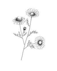 Natural Beauty Illustrations Sticker by thepuristcollection
