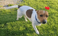 Jack Russell GIF